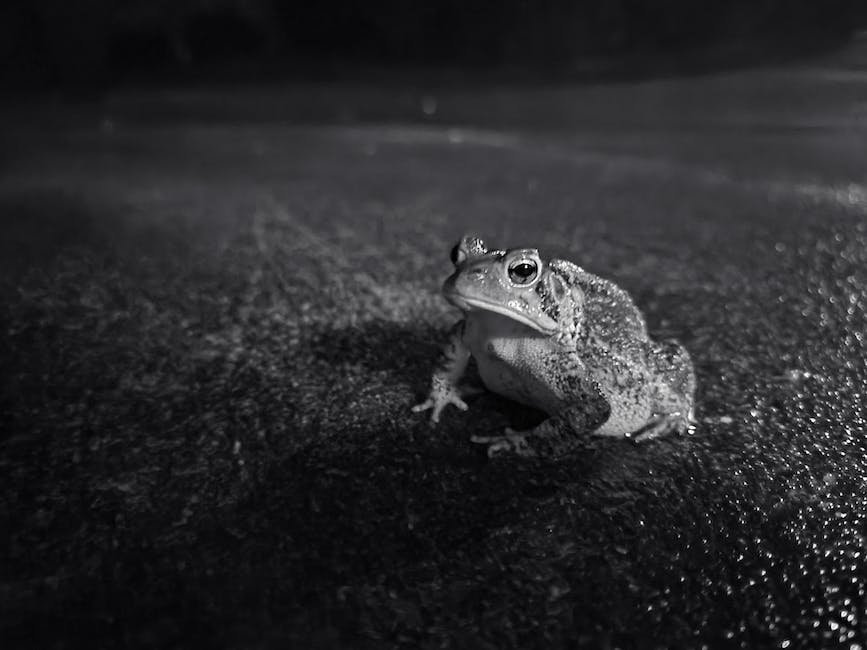 What is Desert Rain Frog Animal_1