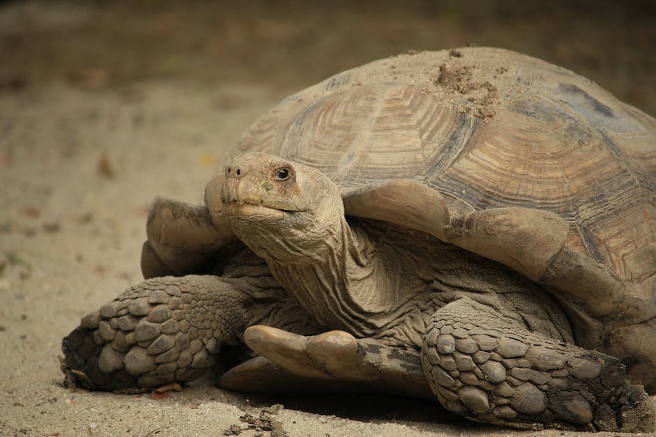 What is Desert Tortoise Animal_1