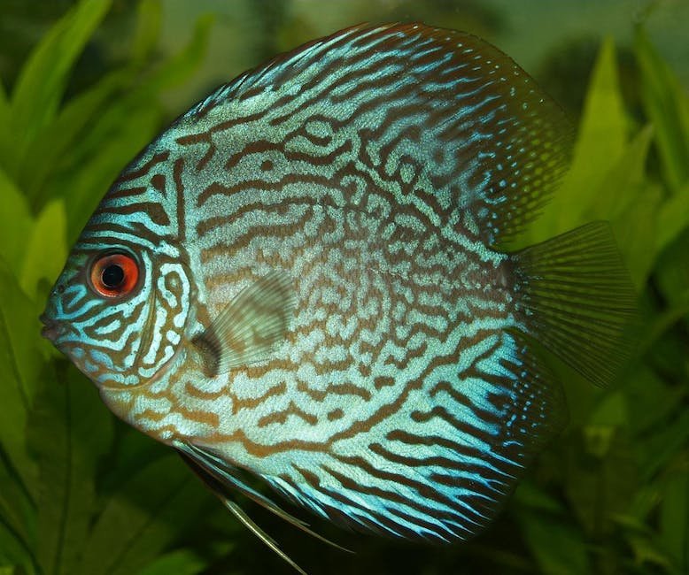 What is Discus Animal_1