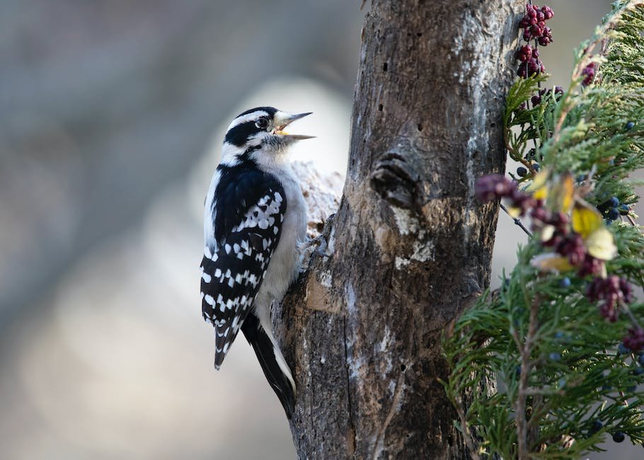 What is Downy Woodpecker Animal_1