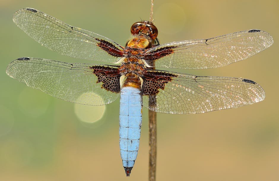 What is Dragonfly Animal_1
