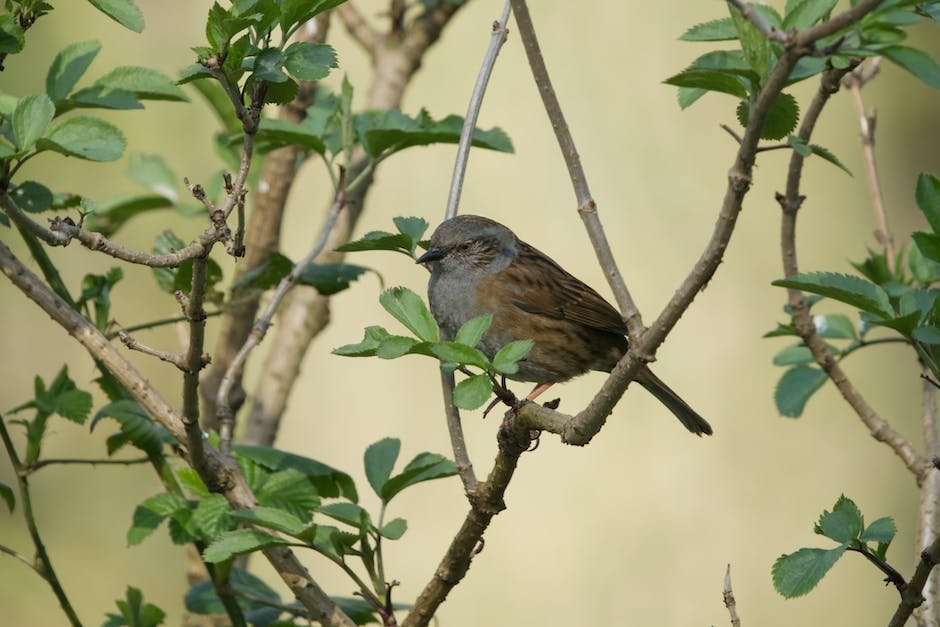 What is Dunnock Animal_1