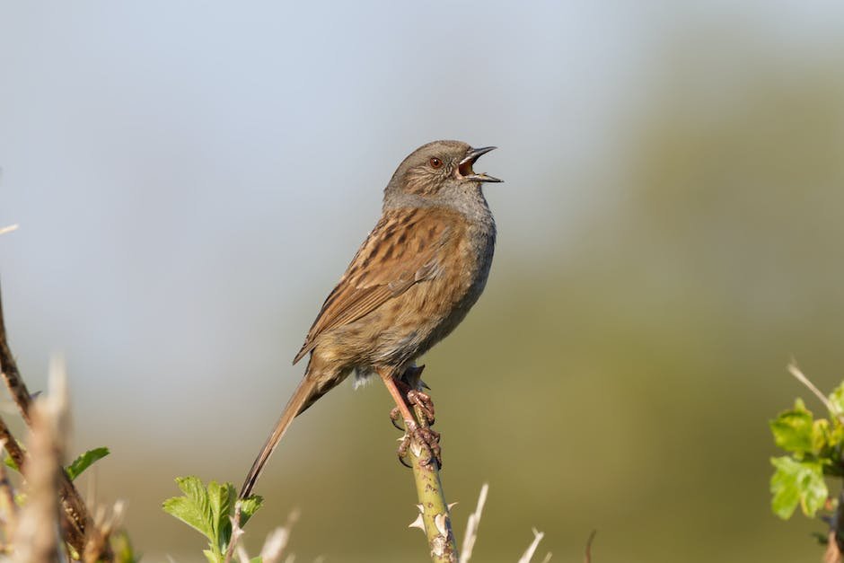 What is Dunnock Animal_2
