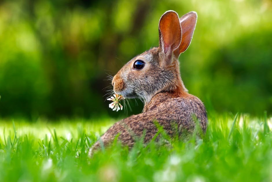 What is Dutch Rabbit Animal_1