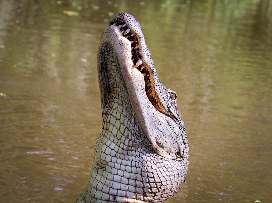 What is Dwarf Crocodile Animal_1