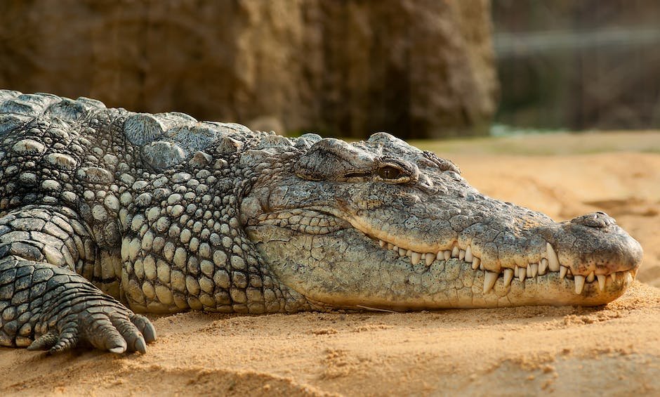 What is Dwarf Crocodile Animal_2