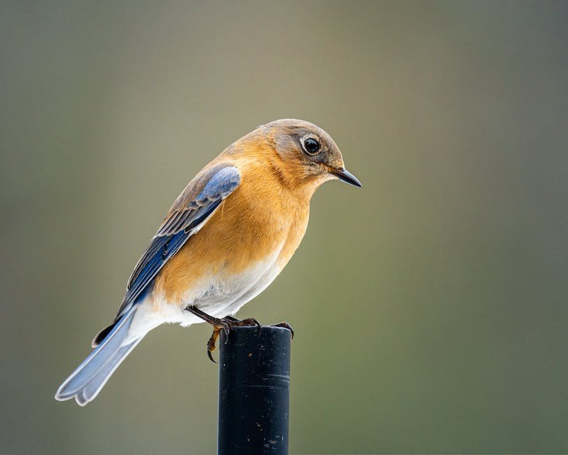 What is Eastern Bluebird Animal_2