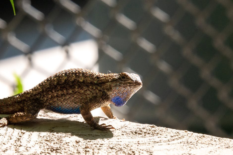 What is Eastern Fence Lizard Animal_1