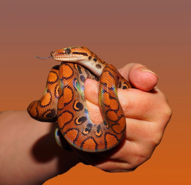 What is Eastern Indigo Snake Animal_2