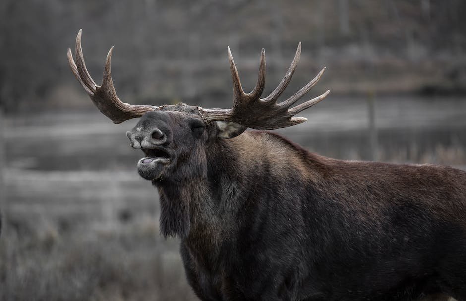 What is Elk Animal_2