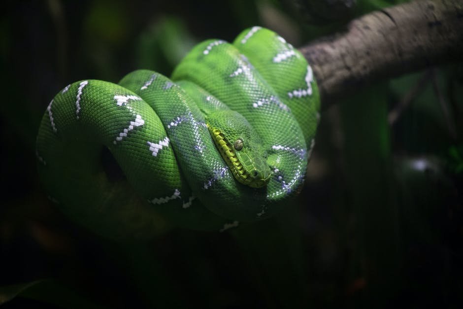 What is Emerald Tree Boa Animal_1