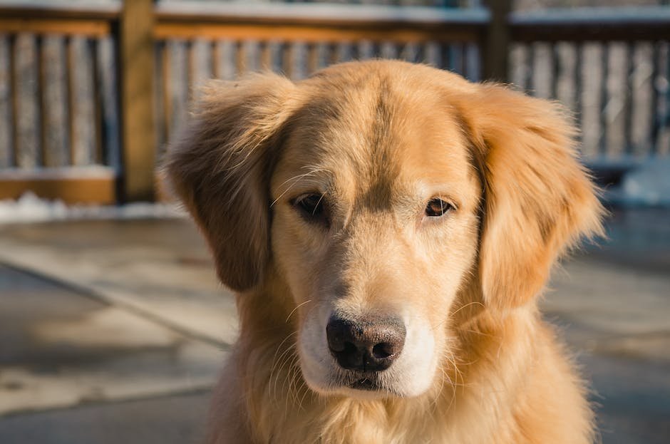 What is English Cream Golden Retriever Animal_1