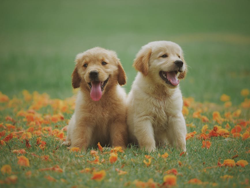 What is English Cream Golden Retriever Animal_2