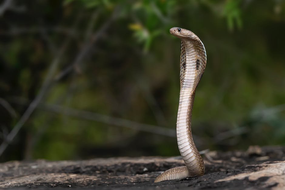What is Equatorial Spitting Cobra Animal_1