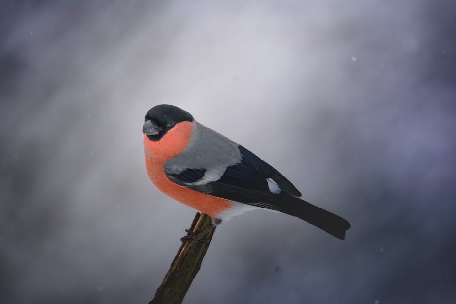 What is Eurasian Bullfinch Animal_1