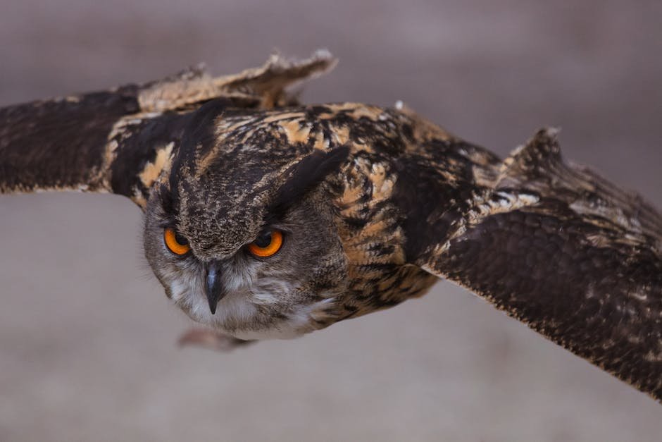 What is Eurasian Eagle-owl Animal_1
