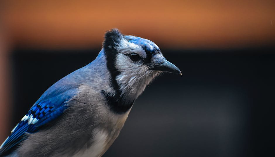 What is Eurasian Jay Animal_1