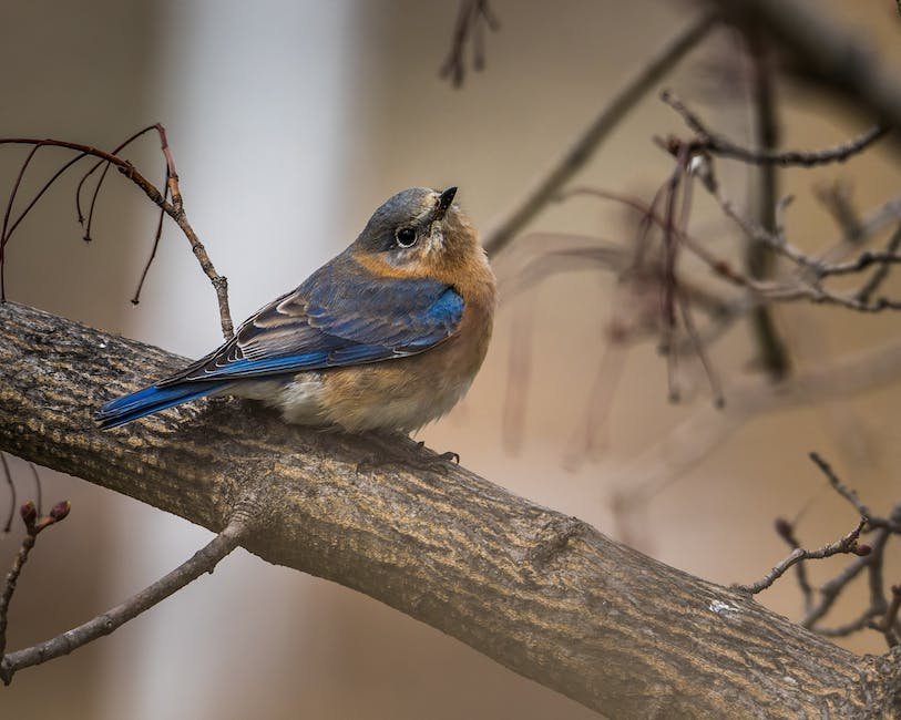 What is Eurasian Jay Animal_2