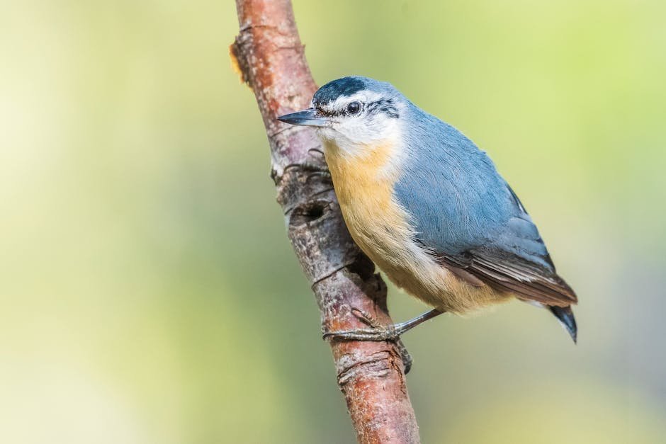 What is Eurasian Nuthatch Animal_2