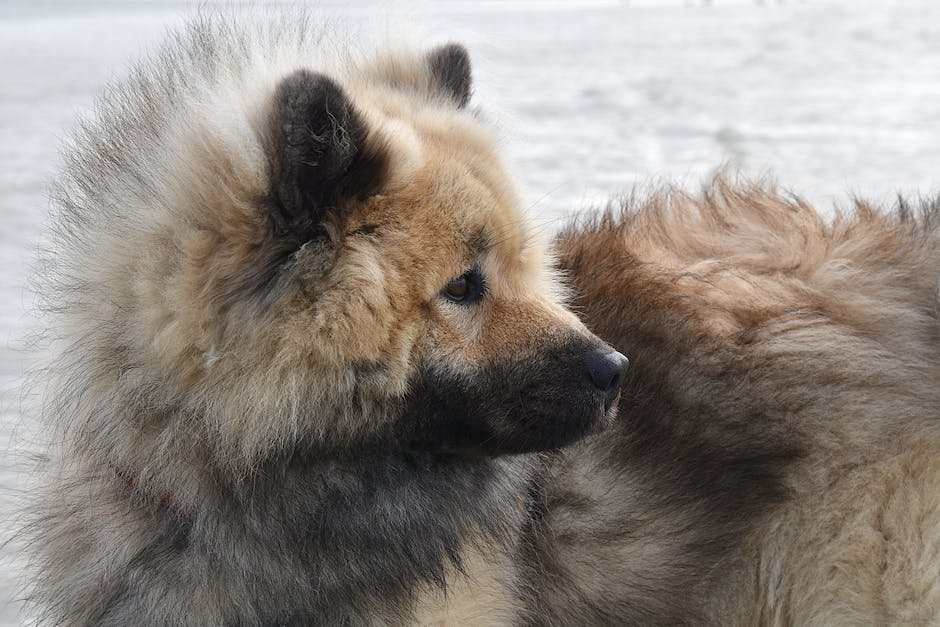 What is Eurasier Animal_1