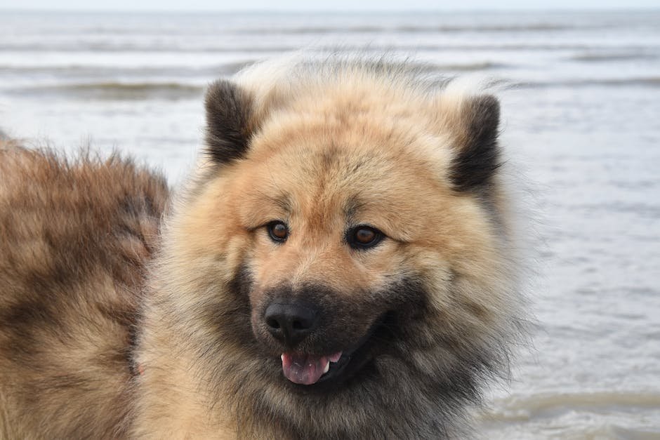 What is Eurasier Animal_2