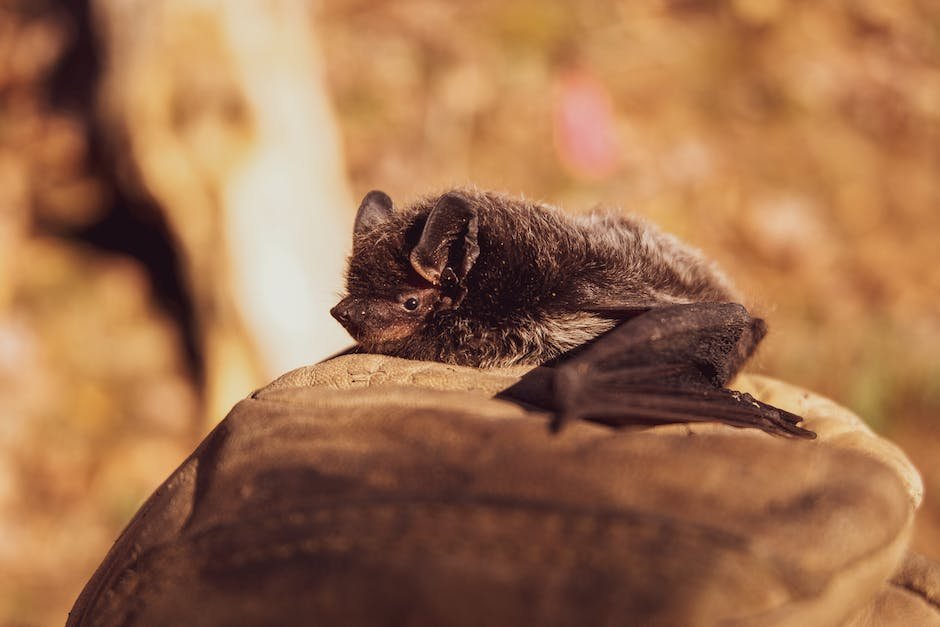 What is Evening Bat Animal_2