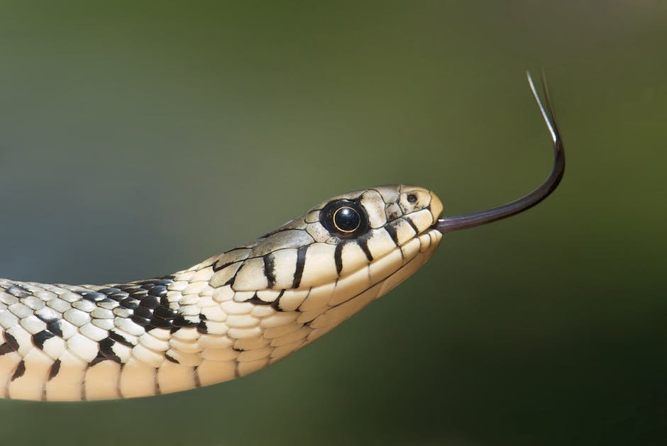 What Is Fer De Lance Snake Animal Animala