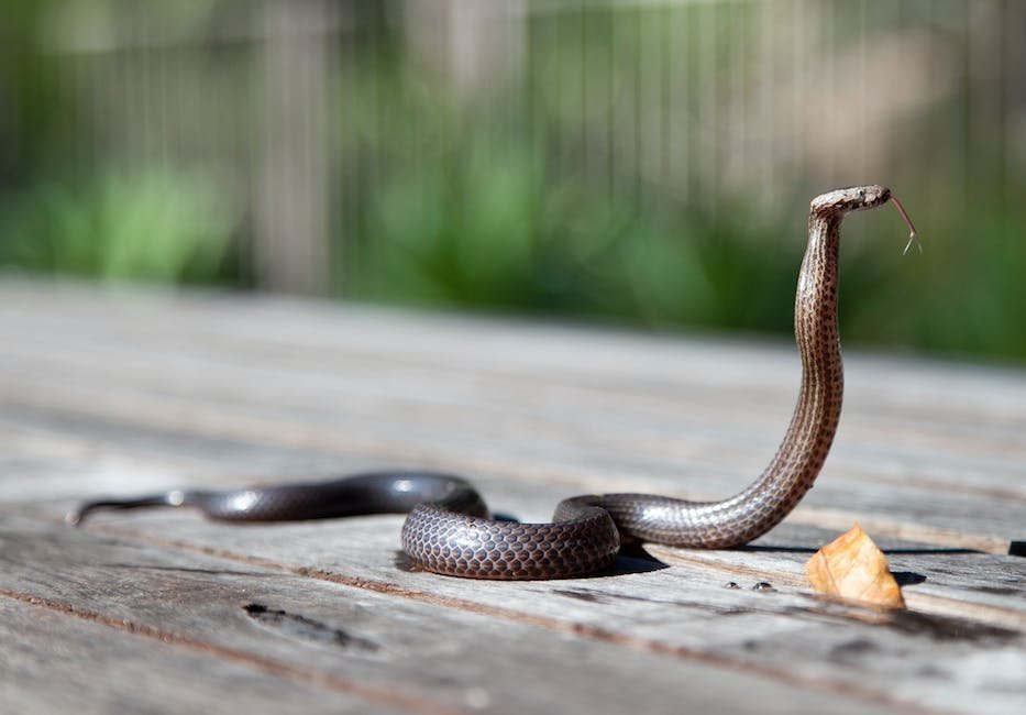 What is Fer-de-lance Snake Animal_1