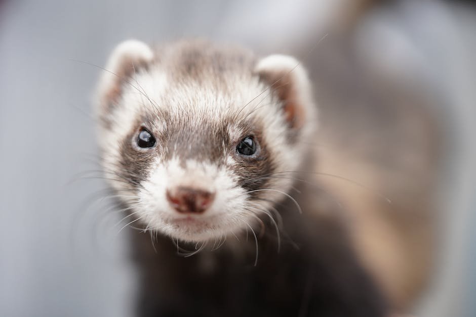 What is Ferret Animal_2