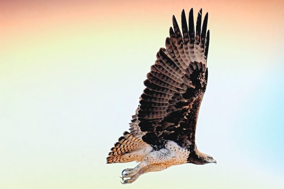 What is Ferruginous Hawk Animal_1