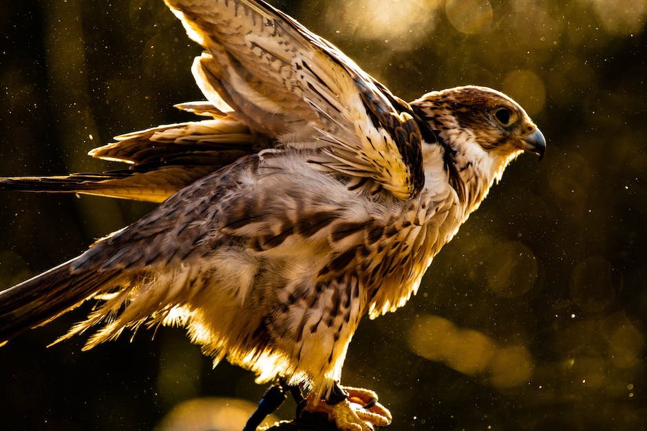 What is Ferruginous Hawk Animal_2