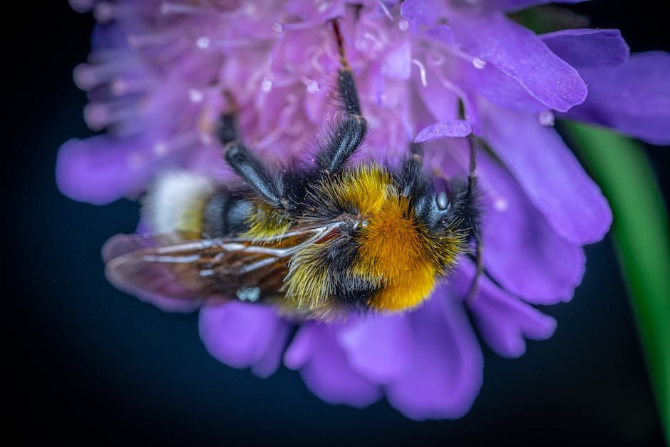 What is Field Cuckoo Bumblebee Animal_1