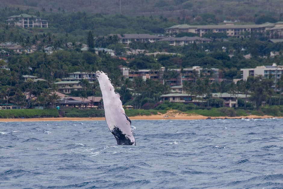 What is fin whale animal? - animala-z.com