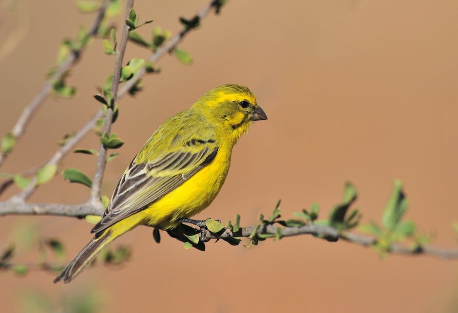 What is Finch Animal_2