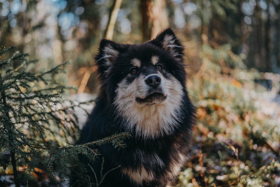 What is Finnish Lapphund Animal_2