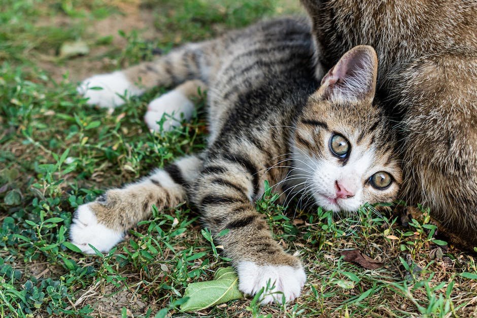 What is Fishing Cat Animal_1