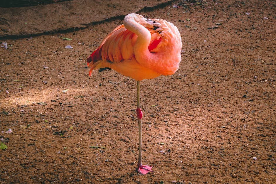 What is Flamingo Animal_1