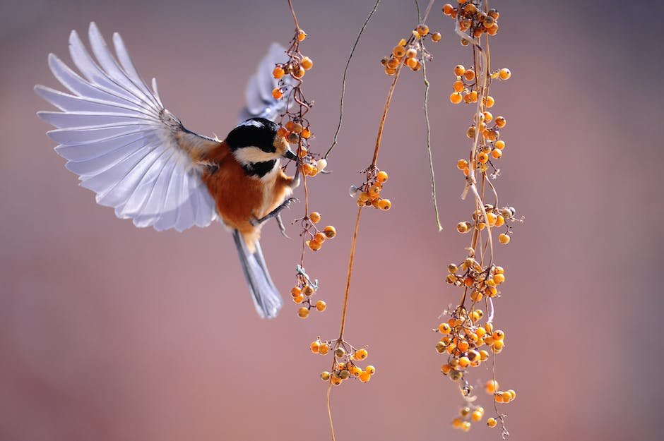 What is Flying Squirrel Animal_1