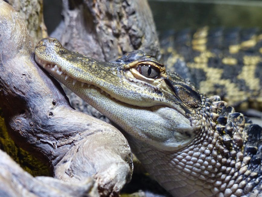 What is Freshwater Crocodile Animal_1