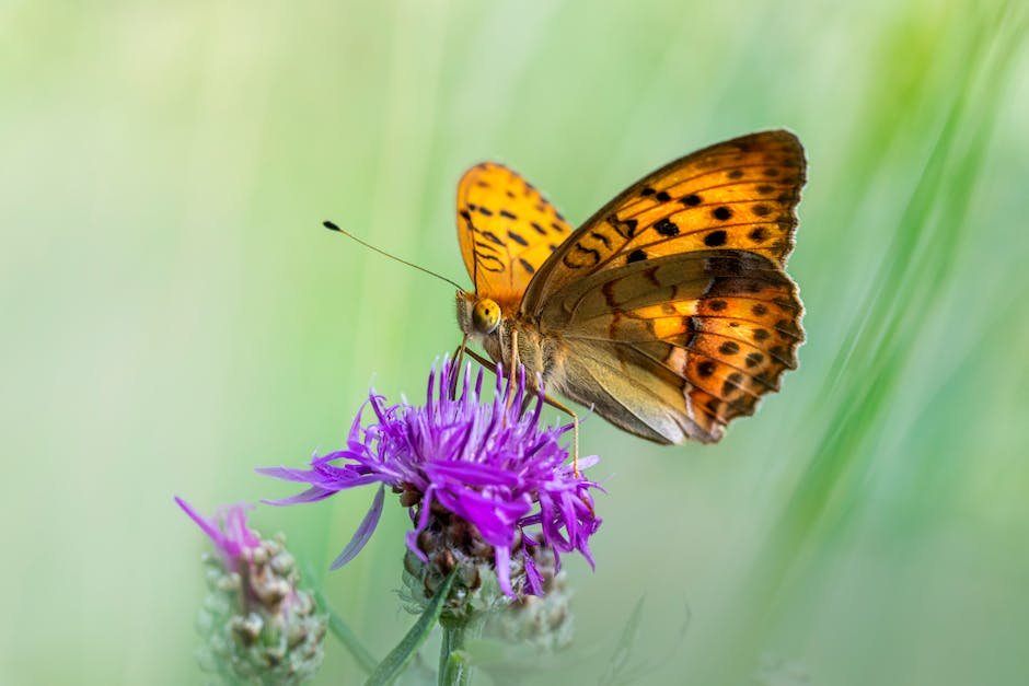 What is Fritillary Butterfly Animal_2