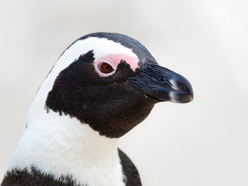 What is Galapagos Penguin Animal_2