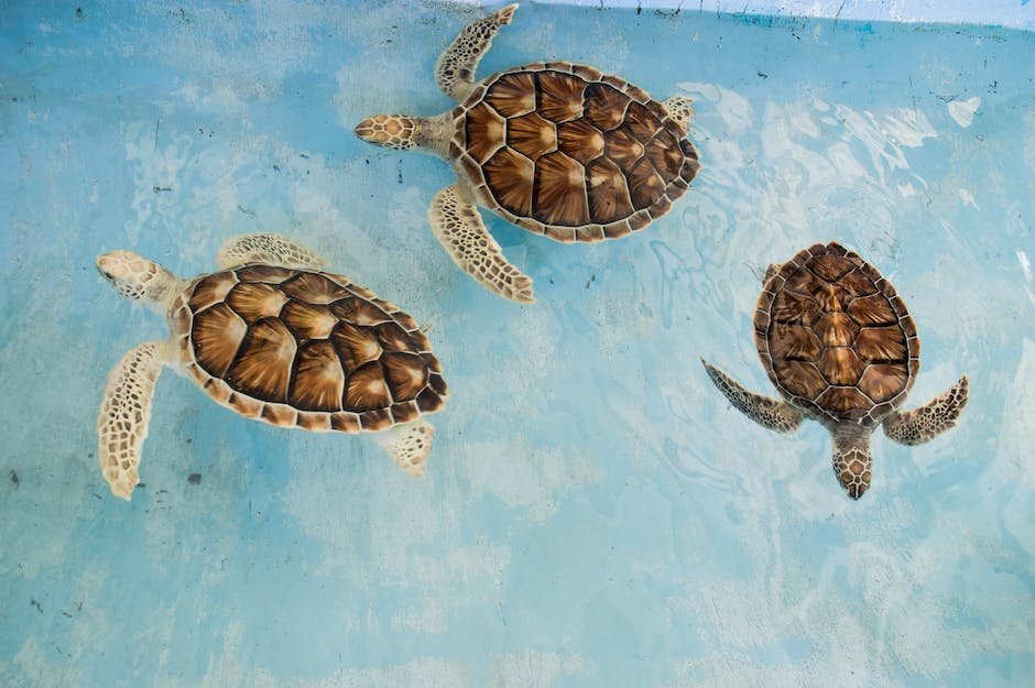 What is Galapagos Tortoise Animal_1