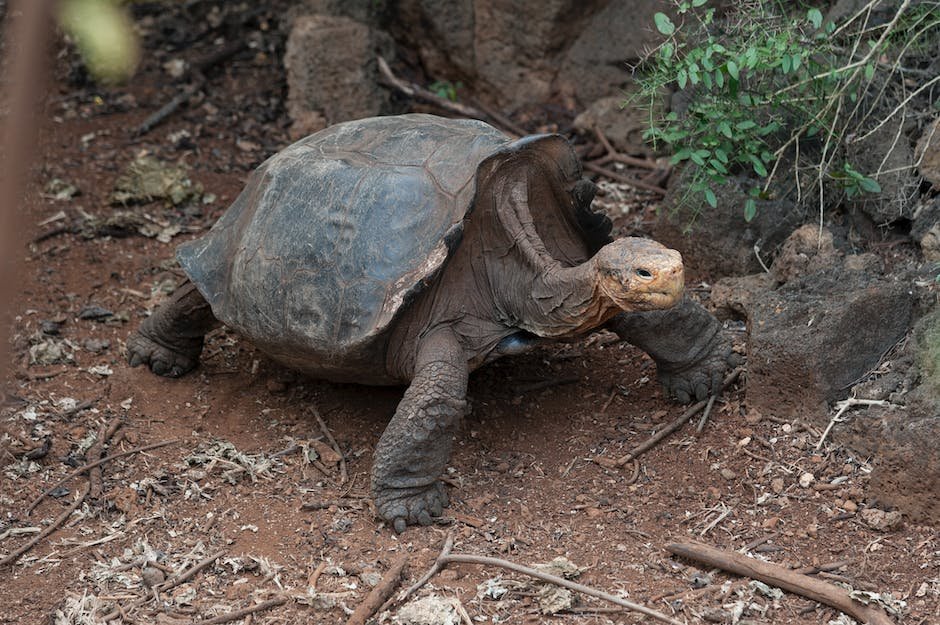 What is Galapagos Tortoise Animal_2