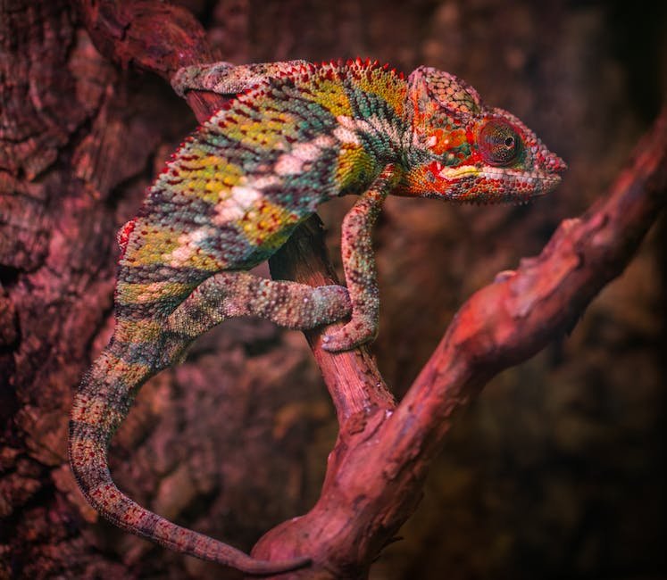 What is Gargoyle Gecko Animal_1