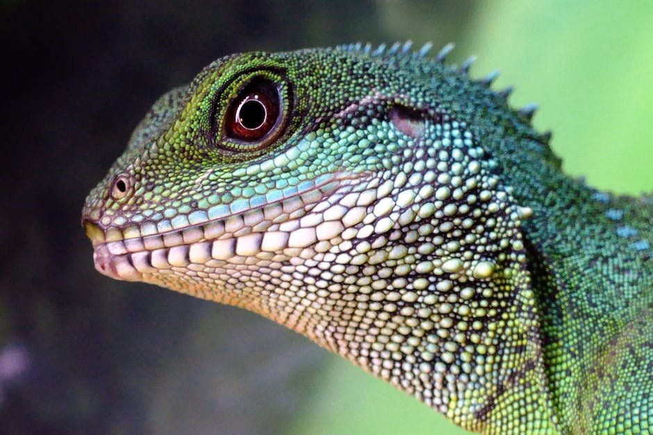 What is Gargoyle Gecko Animal_2
