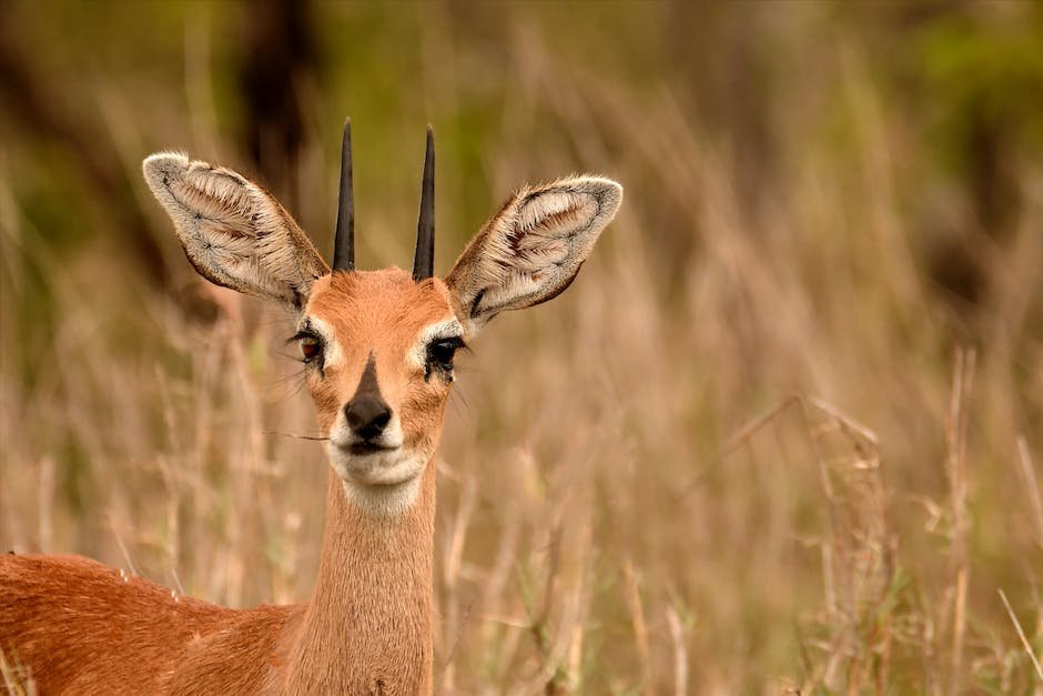 What is Gazelle Animal_1