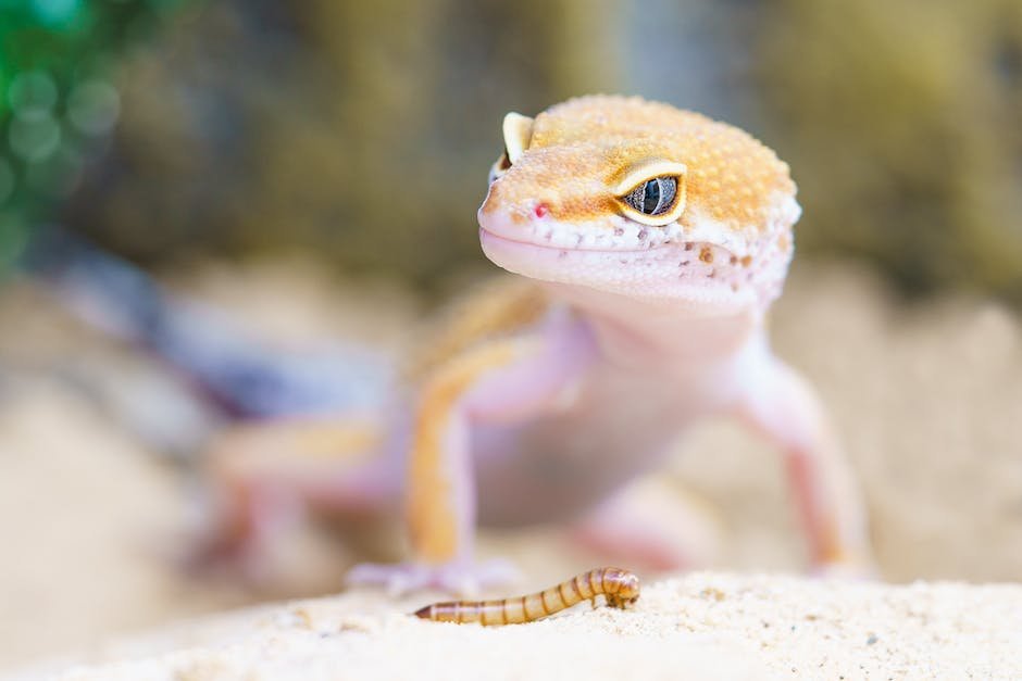 What is Gecko Animal_2