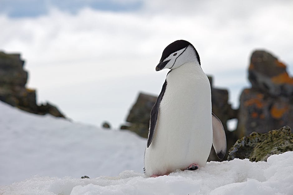 What is Gentoo Penguin Animal_1