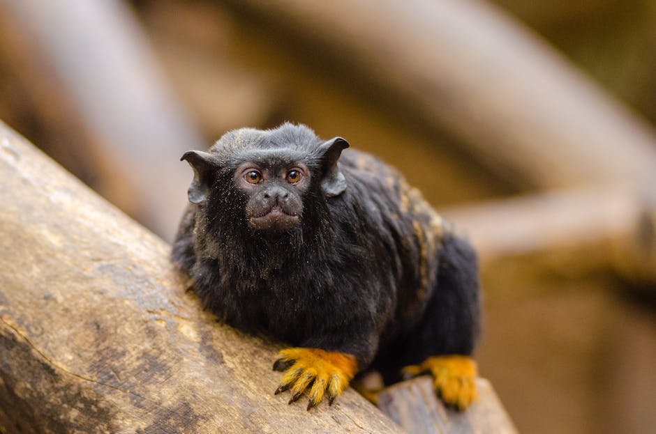 What is geoffroys tamarin animal? - animala-z.com