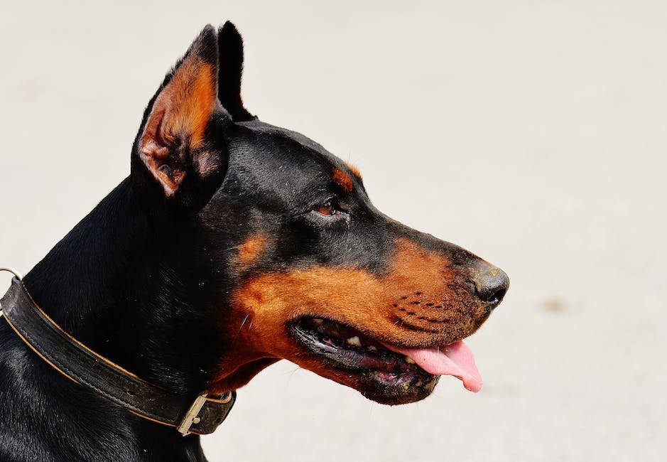 What is German Pinscher Animal_2